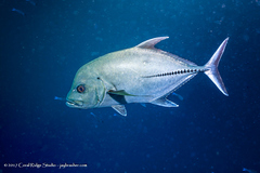 Caranx lugubris
