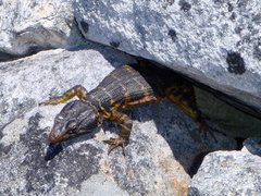 Pseudocordylus microlepidotus microlepidotus