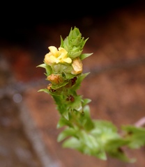 Alectra sessiliflora sessiliflora