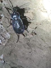Carabus serratus