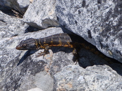 Pseudocordylus microlepidotus microlepidotus
