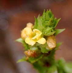 Alectra sessiliflora sessiliflora