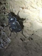Carabus serratus