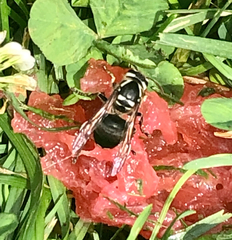 Dolichovespula maculata