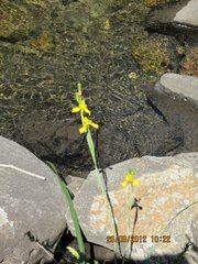 Moraea huttonii