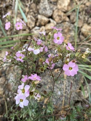 Chamaerhodos grandiflora