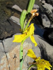 Moraea huttonii