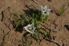 Moraea falcifolia