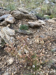 Chamaerhodos grandiflora