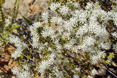 Agathosma bisulca