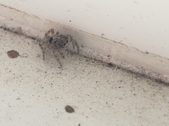 Salticidae