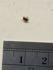 Salticidae