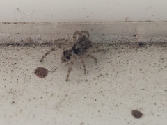 Salticidae