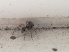 Salticidae