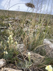 Smelowskia alba
