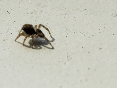 Salticidae