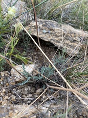 Smelowskia alba