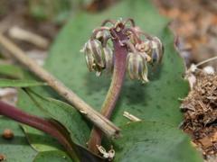 Ledebouria ovatifolia ovatifolia