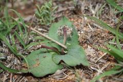 Ledebouria ovatifolia ovatifolia