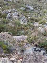 Smelowskia alba