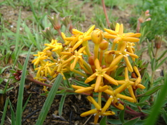 Lasiosiphon capitatus