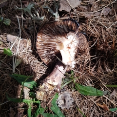 Gomphidius maculatus