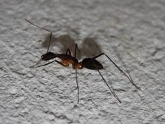 Camponotus etiolipes