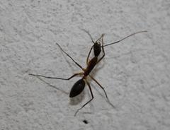 Camponotus etiolipes