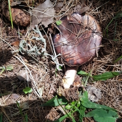 Gomphidius maculatus