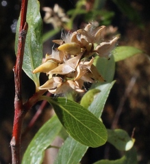 Salix mucronata mucronata