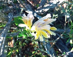 Babiana patula