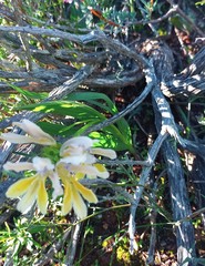 Babiana patula