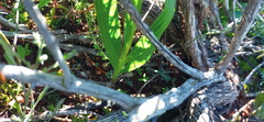 Babiana patula