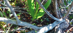 Babiana patula