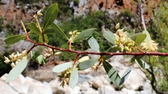 Salix mucronata mucronata