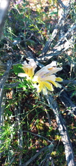 Babiana patula