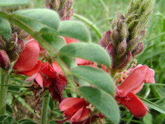 Indigofera velutina