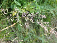 Calamagrostis varia