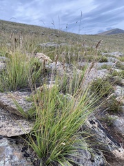 Festuca sibirica