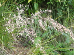 Calamagrostis varia