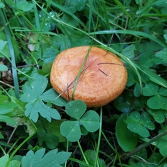 Lactarius porniniae