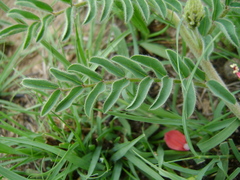 Indigofera velutina