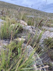 Festuca sibirica