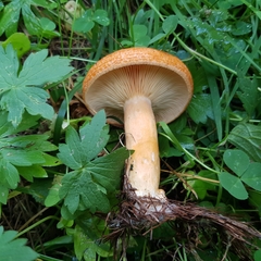 Lactarius porniniae