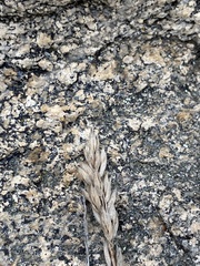 Festuca sibirica