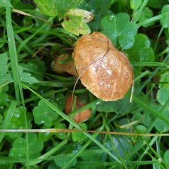 Suillus bresadolae