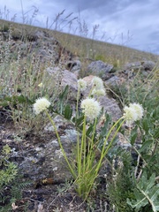 Allium stellerianum