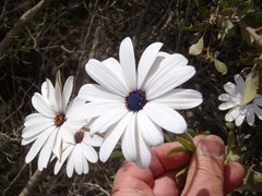 Dimorphotheca montana