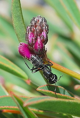 Camponotus niveosetosus