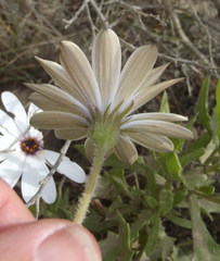 Dimorphotheca montana